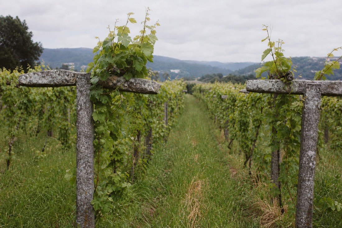 High pergola-trained green vines on granite posts in a lush vineyard near Amarante