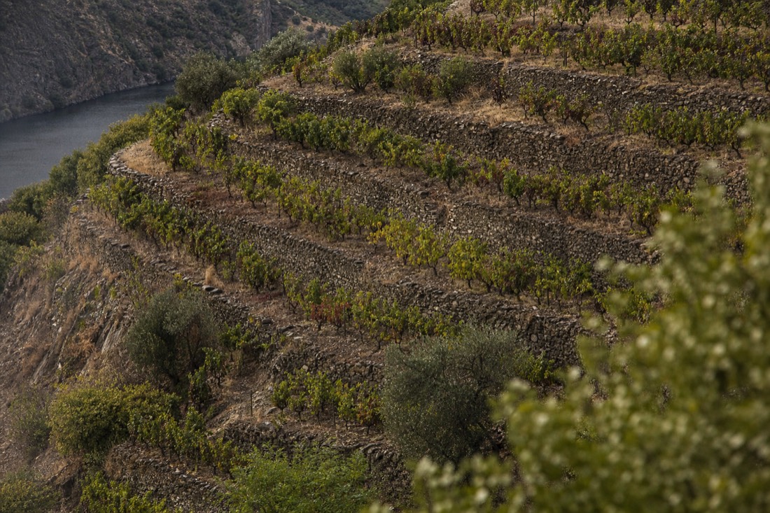 Old mixed vineyard on stone terraces with vines of different ages climbing a steep Douro slope