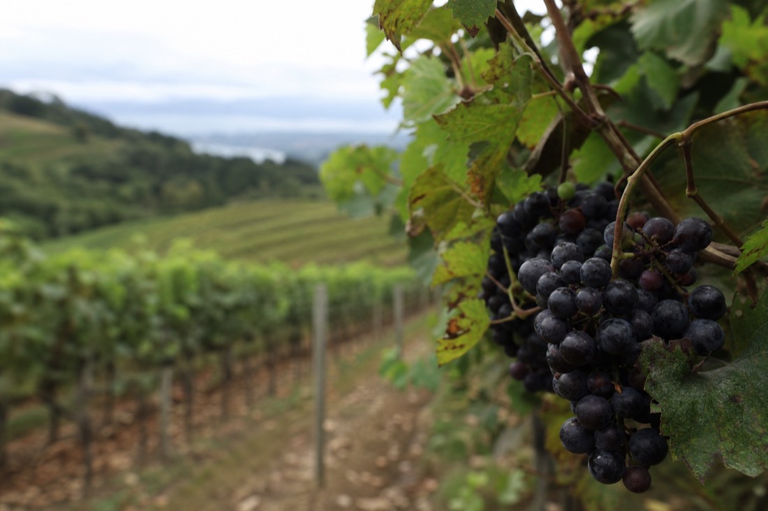 Close view of dark ripe wine grapes on the vine with terraced vineyard rows behind