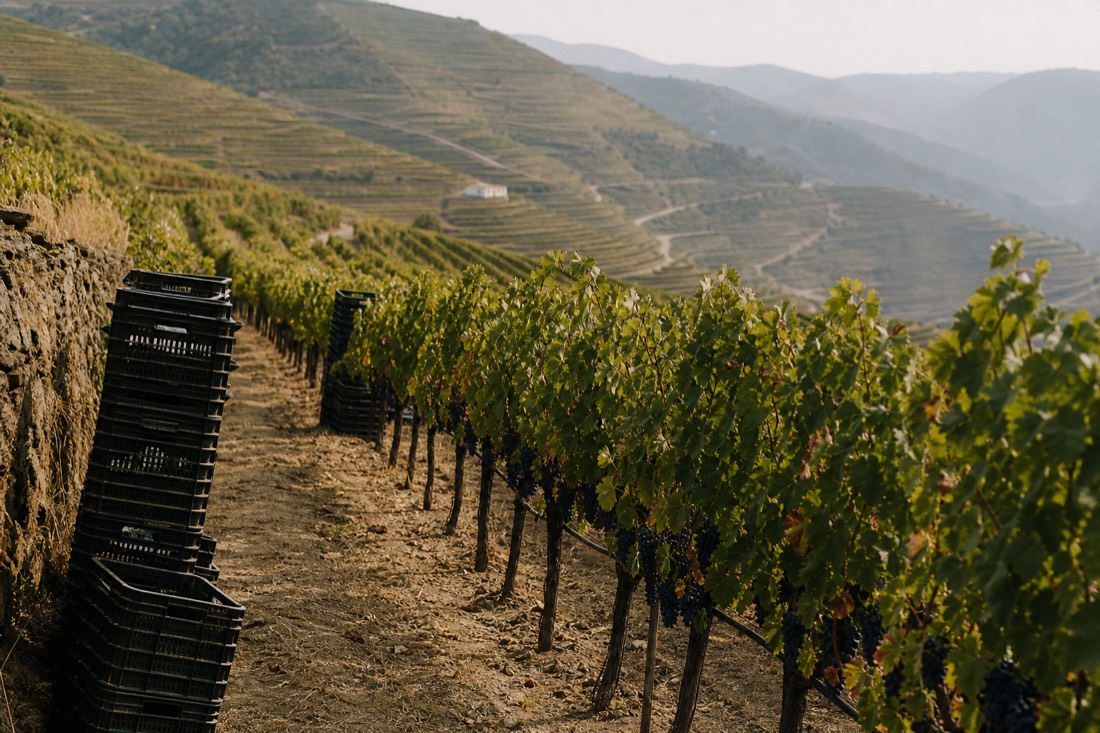 Rows of vines on steep schist terraces with picking crates stacked at the row ends during the Douro harvest