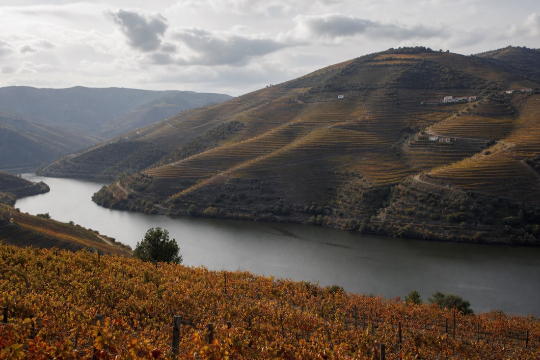 Golden and red autumn vineyard terraces above the Douro river under low soft October light