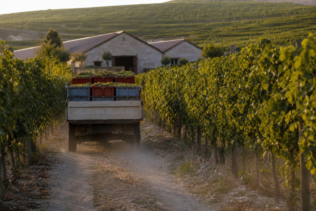 Grape truck loaded with crates driving a narrow road between vineyards toward a Douro winery