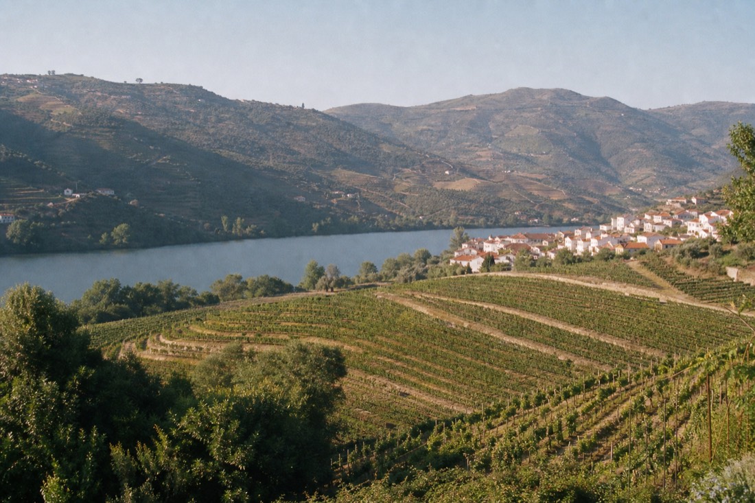 Terraced vineyards descending to the Douro river under clear morning sky with a small village on the bank