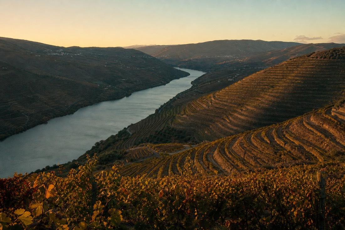 Low golden evening light raking across curved vineyard terraces above the Douro river