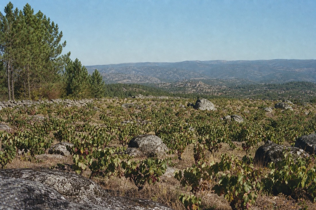 Vineyard on a high granite plateau with pine woods and distant mountain ridges under a clear sky