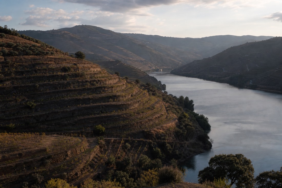 Dramatic schist terraces of the Douro valley curving with the river toward the horizon in evening light