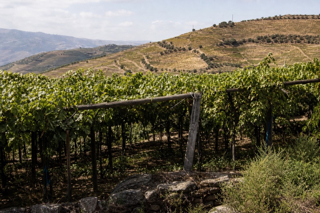 Contrasting Portuguese vineyard landscapes with lush green pergola vines in the foreground and dry terraced hills behind
