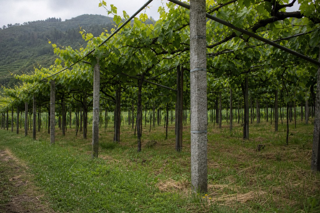 Bright green pergola-trained vineyard rows under soft Atlantic light in northern Portugal