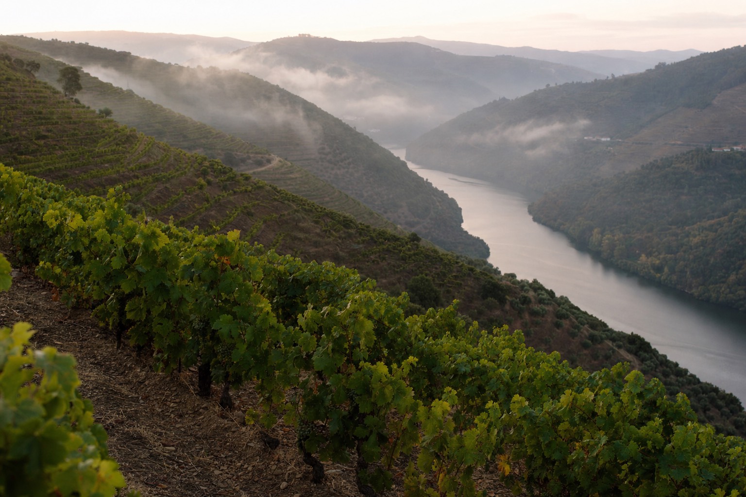 Terraced Douro Valley vineyards dropping toward the river in early morning light with mist in the valley folds