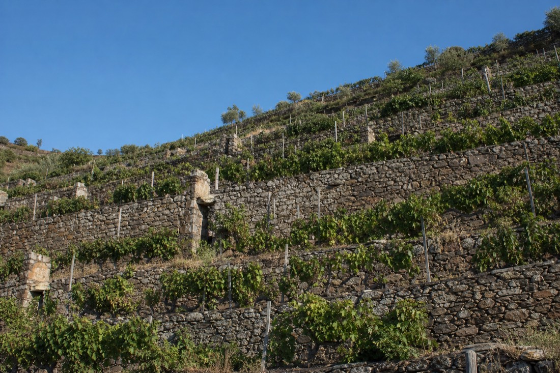 Ancient stone-walled vineyard terraces stacked up a steep Douro hillside under a clear sky