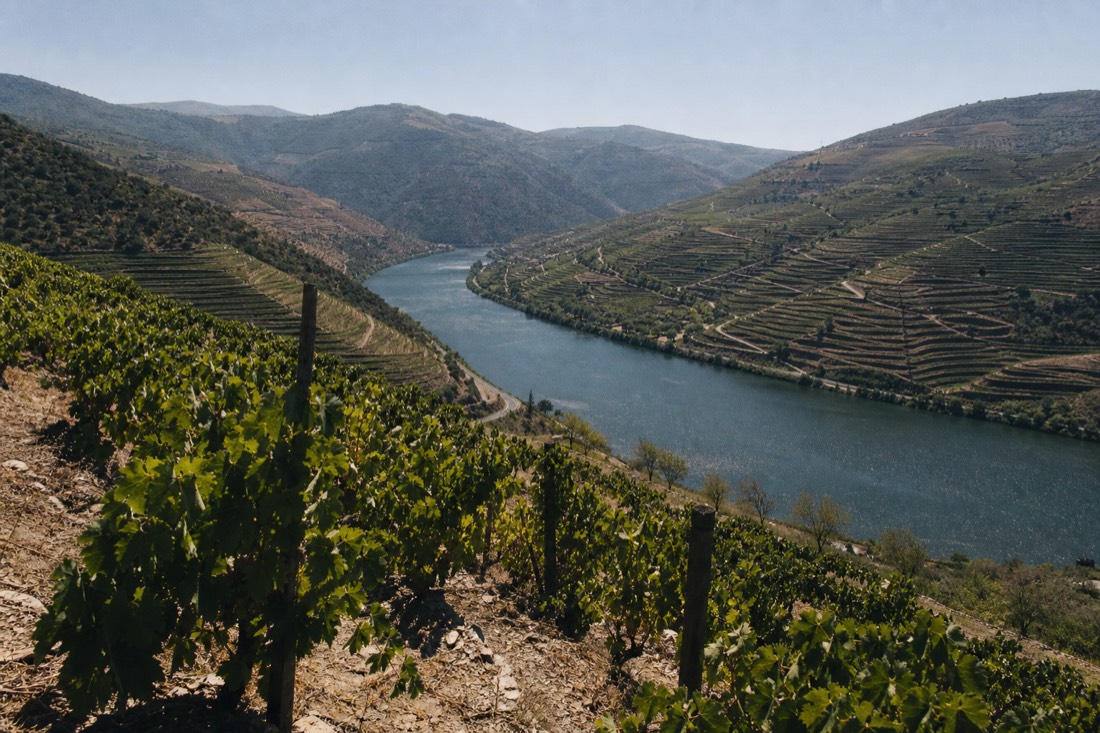 Wide view of sun-drenched terraced vineyards shimmering in summer heat above a bend of the Douro river