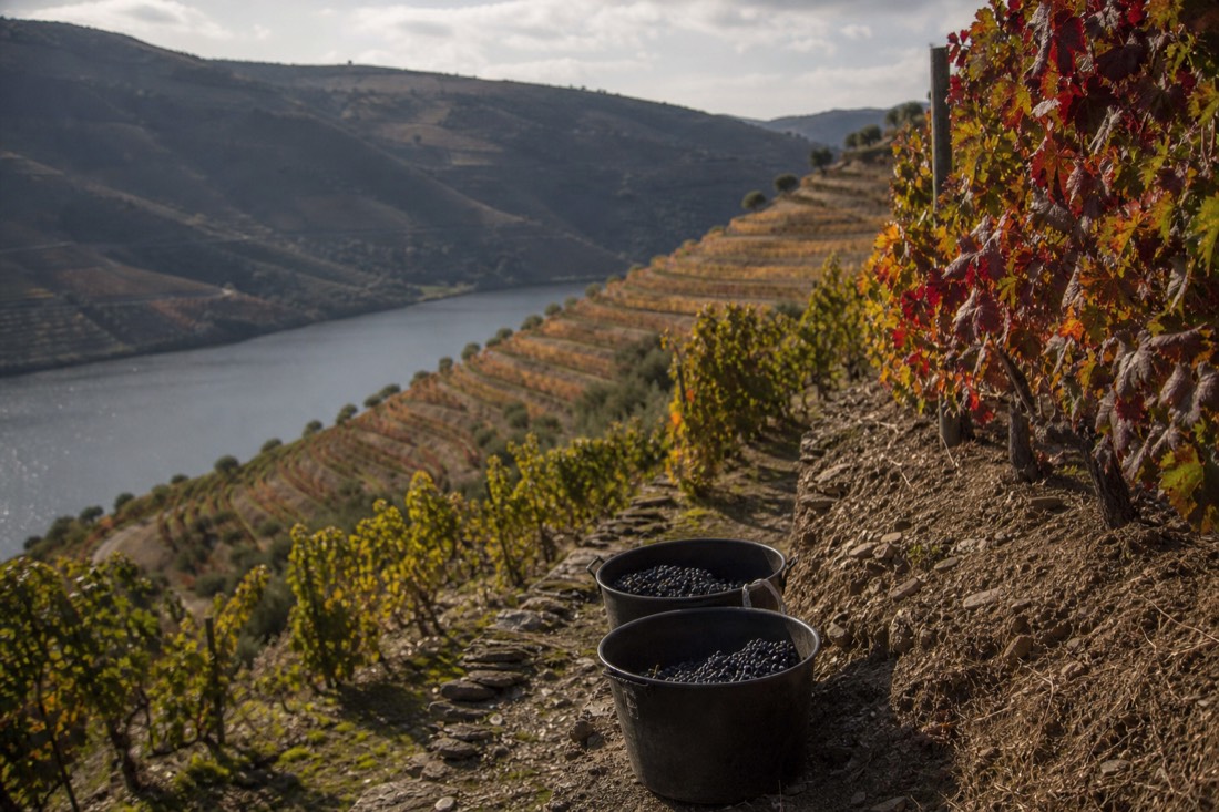 Terraced Douro vineyards turning red and gold in autumn harvest light above a calm river