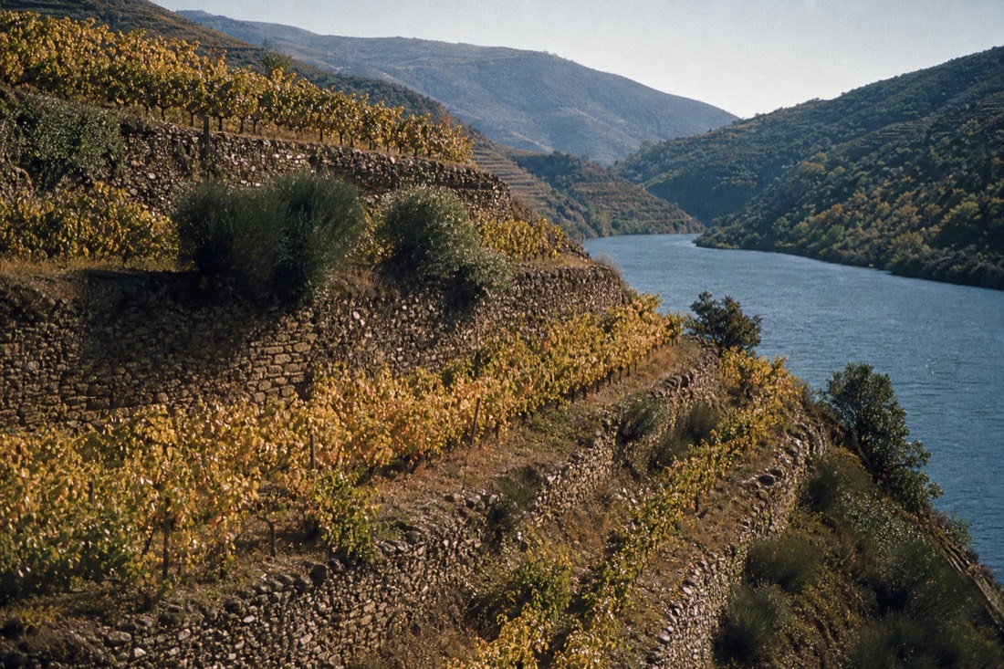Douro terraces shifting from green to gold in September, the window most visitors aim for