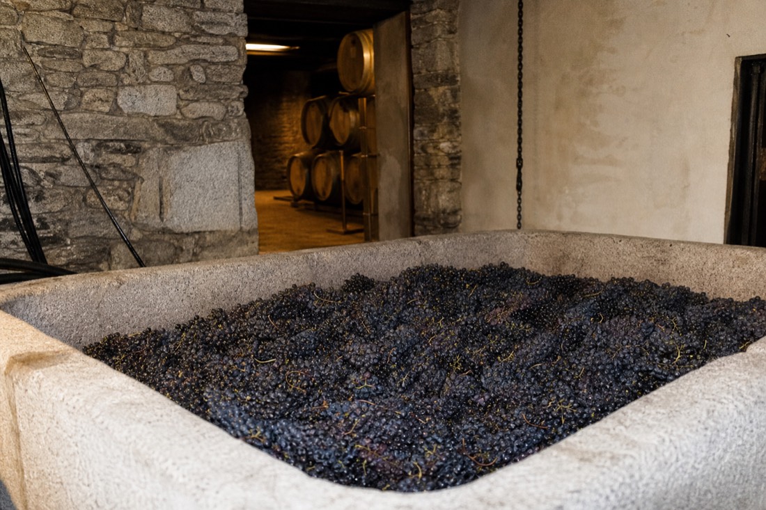 Freshly picked dark grapes filling a granite lagar treading tank at a Douro quinta during harvest