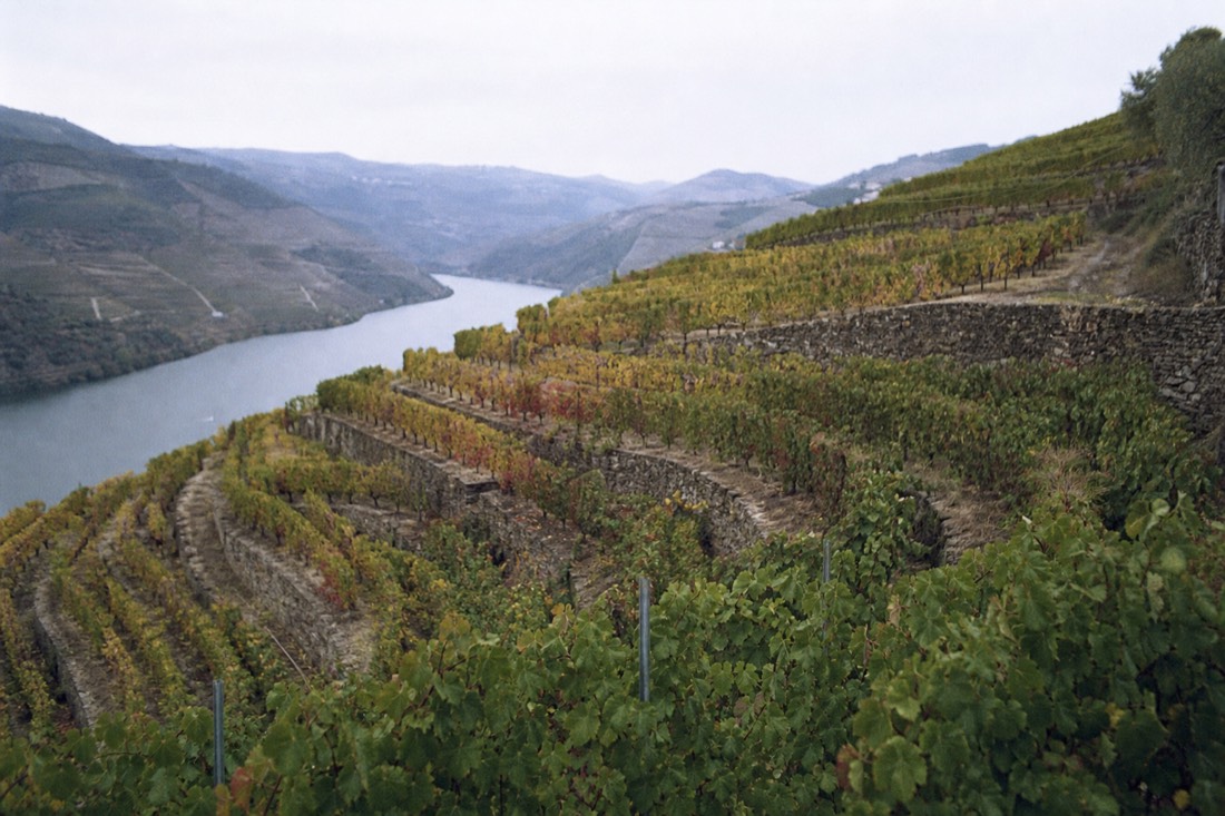 Douro terraces caught between seasons, some rows green and others turning gold above the river