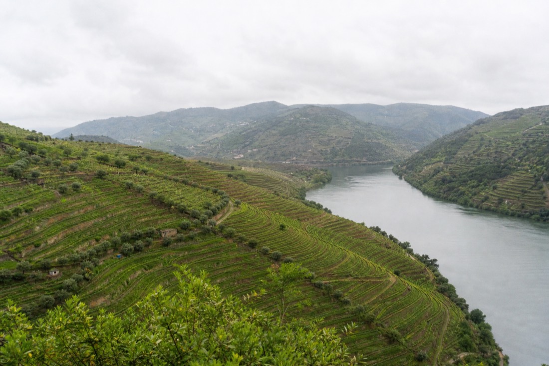Vivid green vine terraces stepping down to the Douro River in late May