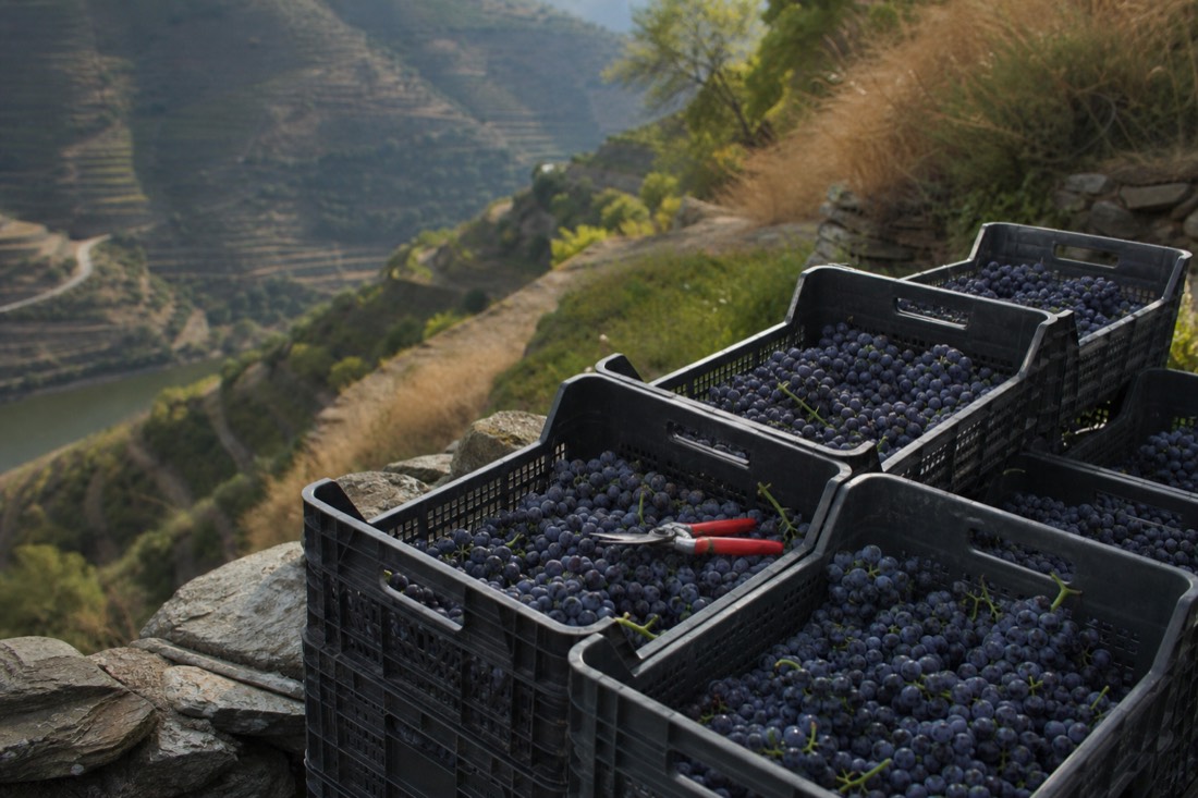 Crates of freshly picked grapes stacked at the edge of a steep Douro vineyard during vindima