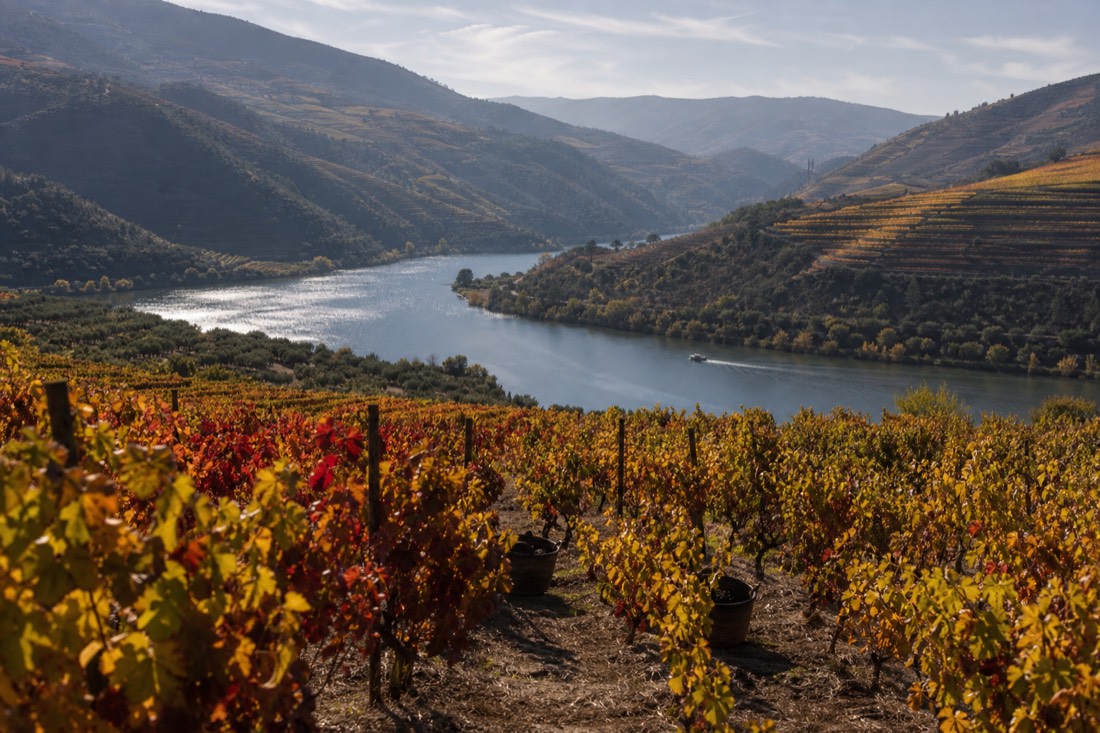 Autumn vineyard terraces turning gold and red above the Douro River during harvest season