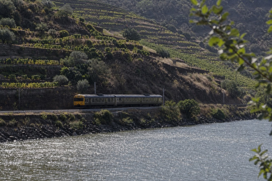 Regional train running on the riverside Linha do Douro rail line with terraced vineyards rising behind it