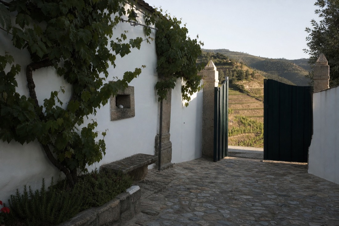 Whitewashed quinta entrance and courtyard with vines climbing the wall in warm afternoon light