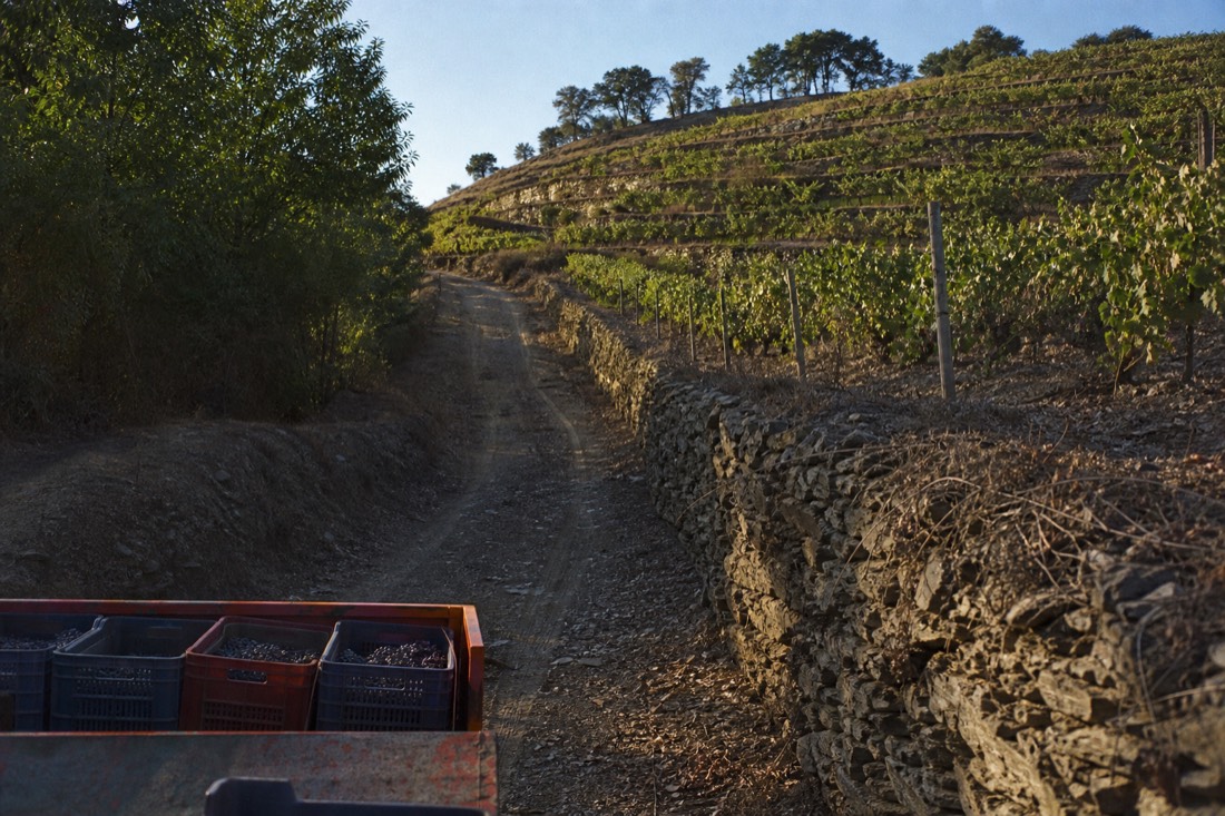 Rugged dirt track climbing through vineyard terraces toward a ridge in late golden light