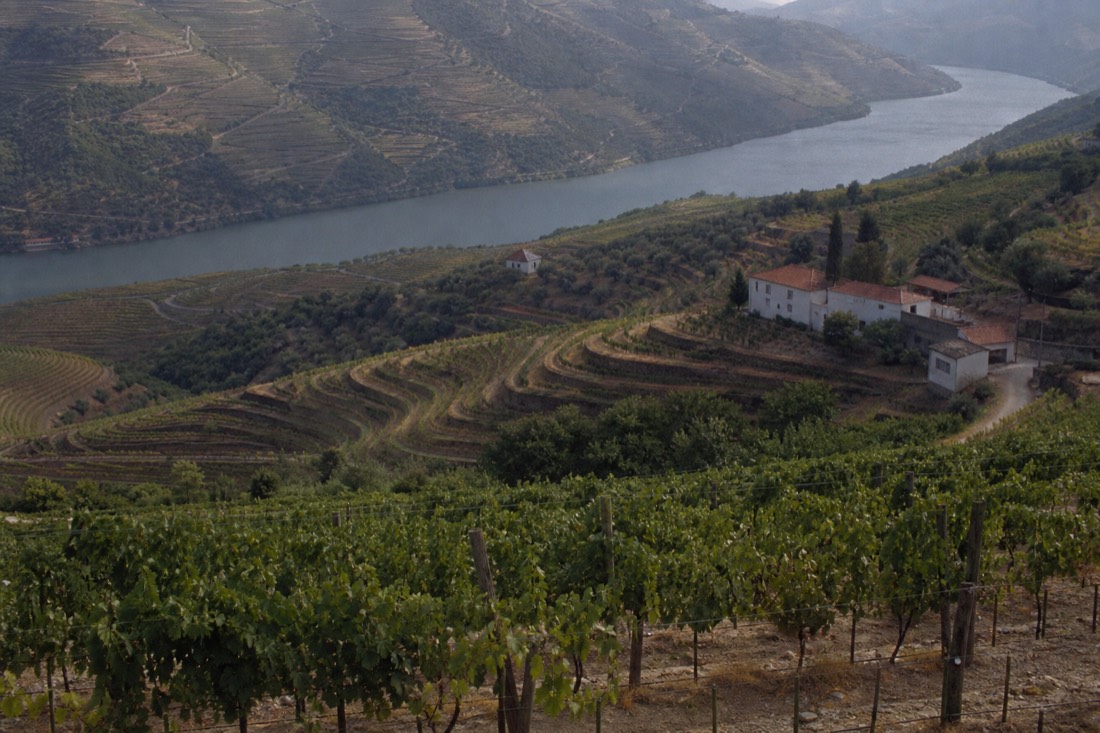 Terraced vineyards descending toward the Douro River seen from a high road above Lamego