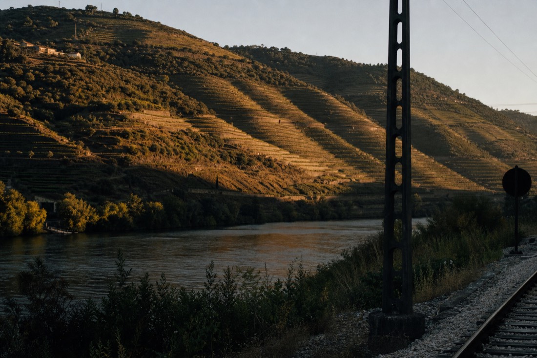 Golden evening light on terraced vineyards viewed across the river from the Douro railway line