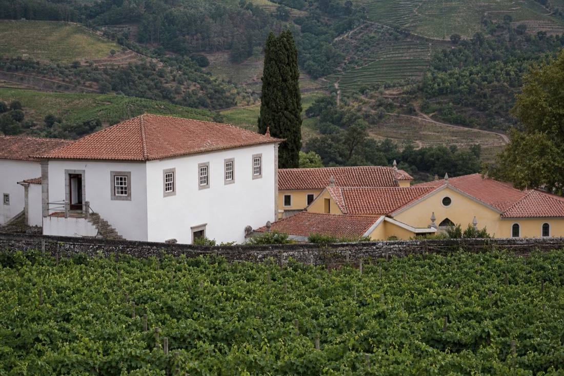 Historic ochre and white quinta buildings surrounded by vineyard rows in the Douro Valley near Lamego