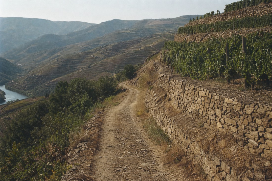 Open vehicle track winding up through terraced vineyard rows on a steep Douro hillside