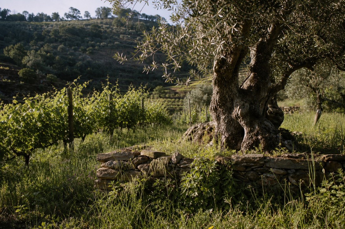 Old olive trees and organically farmed vine rows on a Douro terrace in soft light