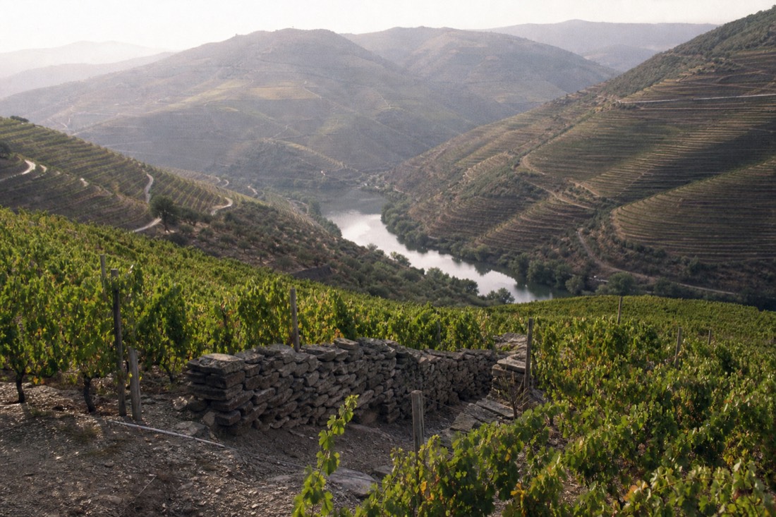 Old terraced vineyards running down to a small tributary river in the Douro Valley near Regua