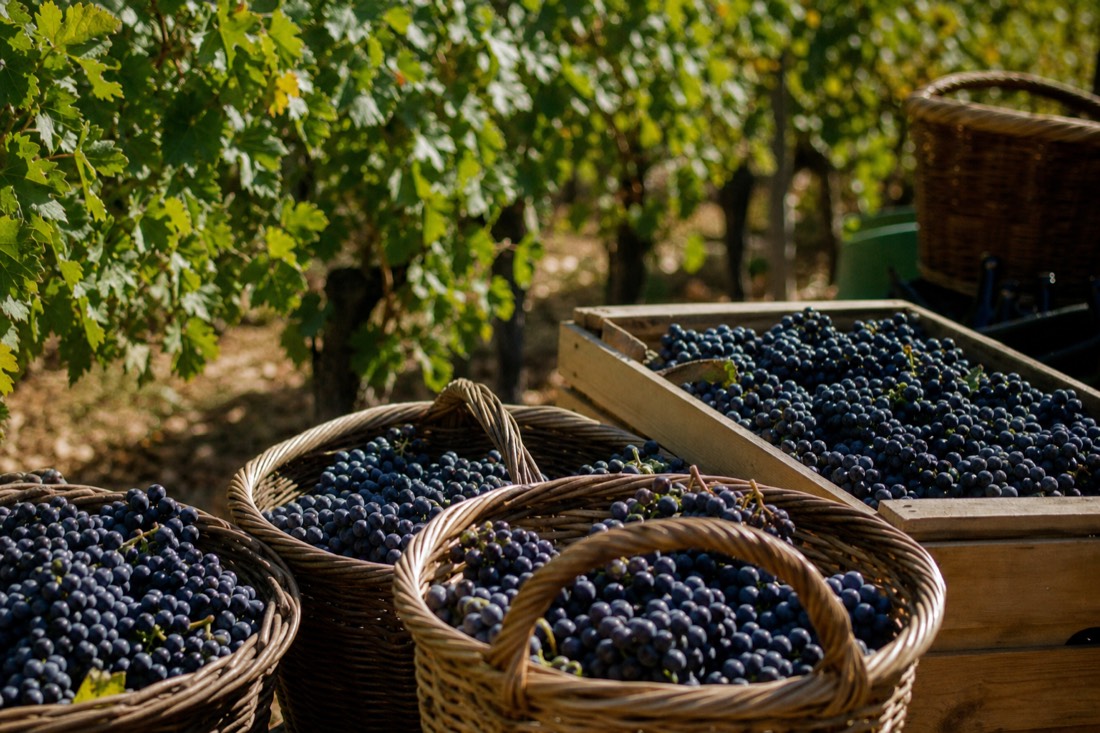 Baskets of freshly picked dark grapes stacked at the edge of a vineyard in autumn light