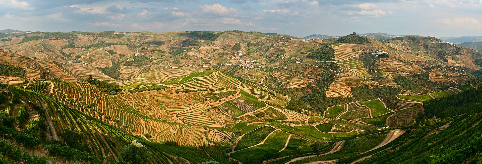 Terraced Douro Valley vineyards above the river near Pinhao at golden hour